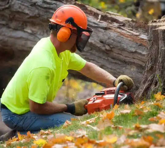 tree services Orchard Lake Village